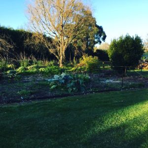 Before photo of overgrown veggie gardens in preparation for raised garden beds and bespoke greenhouse